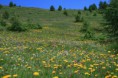 /album/fleurs/fleurs-en-juillet-jpg/